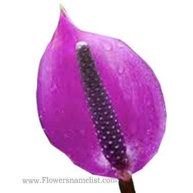 Peace Lily purple
