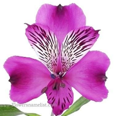 Peruvian Lilies Purple