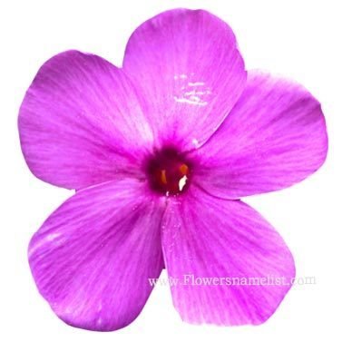 Phlox Purple Flower