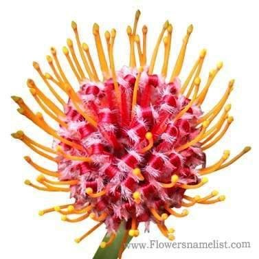 Pincushion Protea Leucospermum