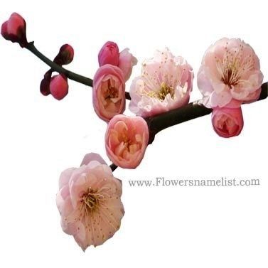 Plum Tree Blossom Japanese