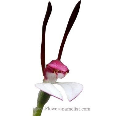 Rabbit Orchid