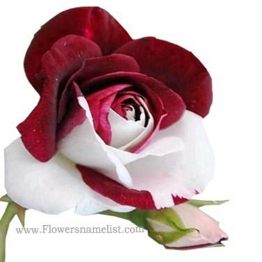 Red and White Rose