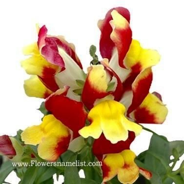 Snapdragons Floral Showers Red and Yellow