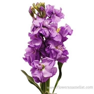 Stock Lavender Purple Flower