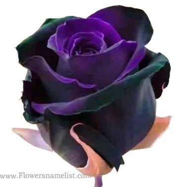 Stunning black purple rose