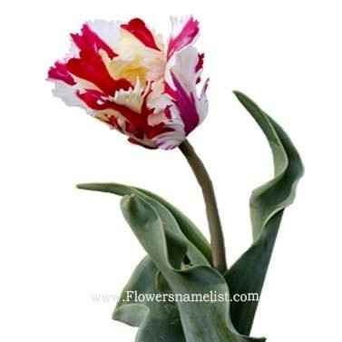 Tulip_(Flaming_Parrot_cultivar)