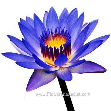 Water Lily Blue