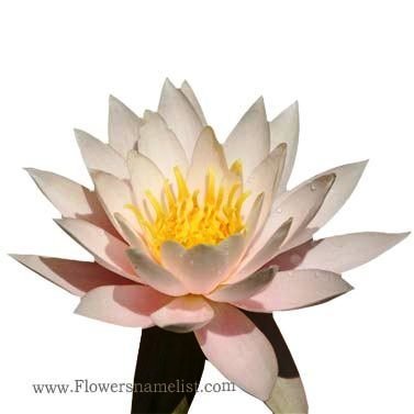 White_water_lily