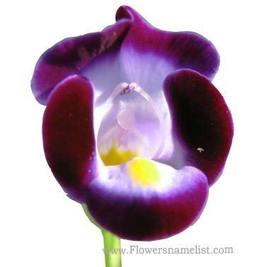 Wishbone Purple Torenia Flower