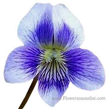 Woolly Blue Violet