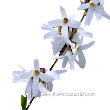 abeliophyllum distichum white
