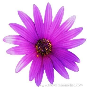 african daisy purple