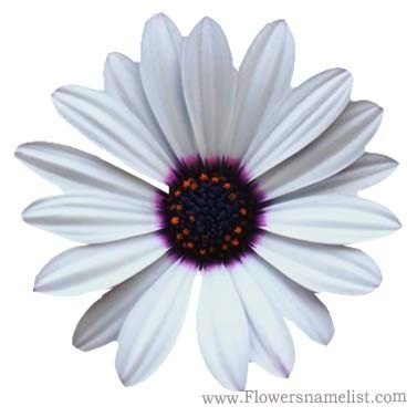 african daisy white