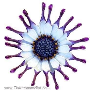 african daisy white purple