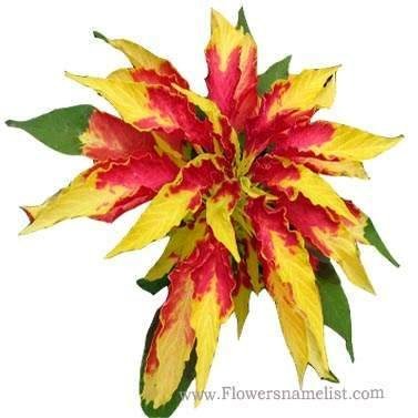 amaranthus tricolour