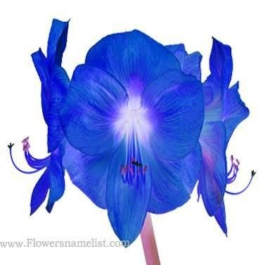 amaryllis royal blue