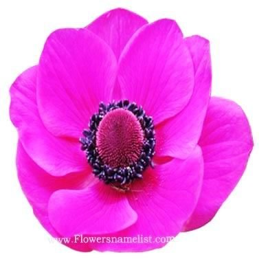 anemone pink