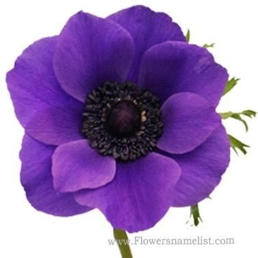 anemone purple