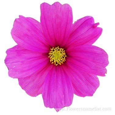 aster pink mexican