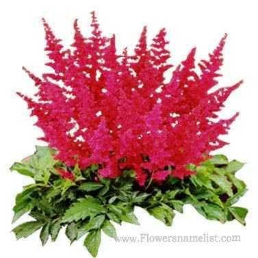 astilbe japonica