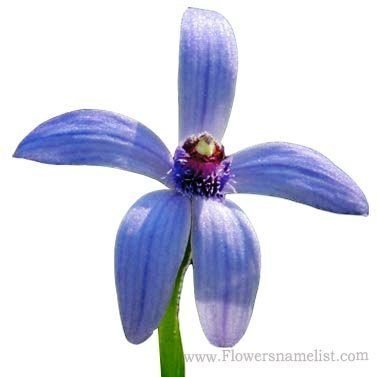 blue beard orchid