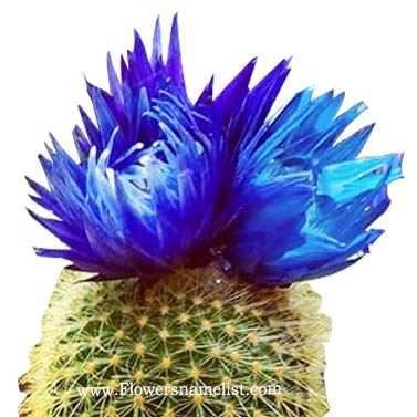 cactus blue flower