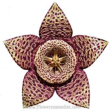 cactus star Limited Edition flowers