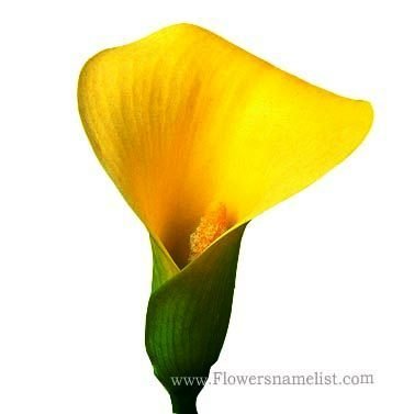 calla lily yellow