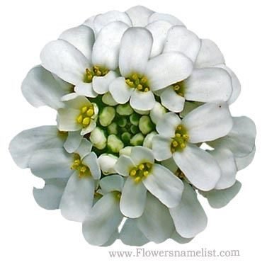 candytuft flowers