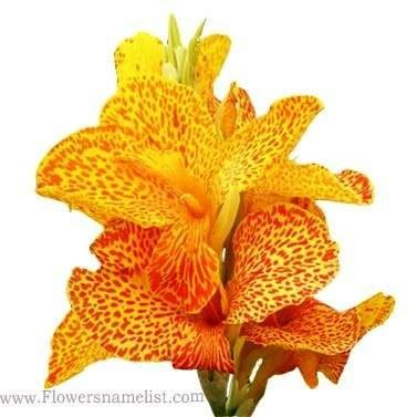 canna lily yellow