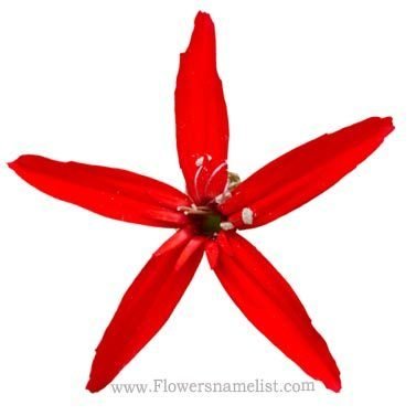 cardinal red flower