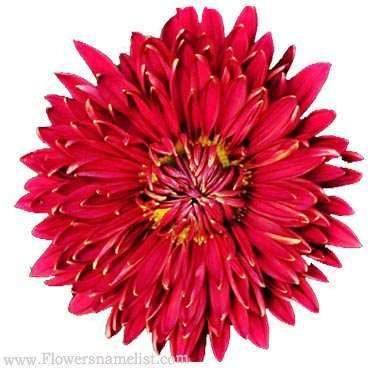 chrysanthemum red