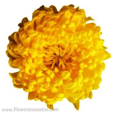 chrysanthemum yellow