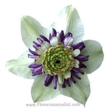 clematis white and purple
