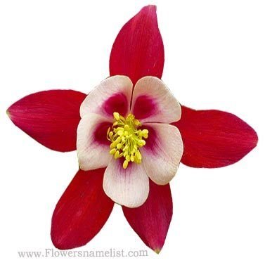 columbine Origami Red and White