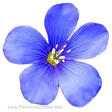 cosmos blue flowers
