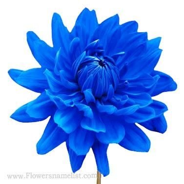 dahlia blue flower