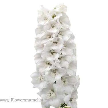 delphinium guardian white