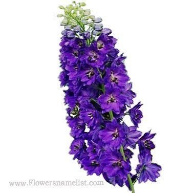 delphinium purple