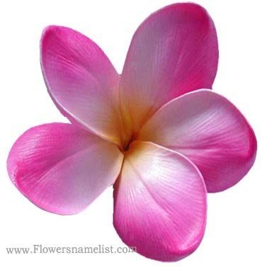 frangipani pink flower