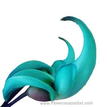 jade vine flower