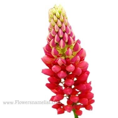 lupine red
