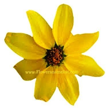may flower yellow
