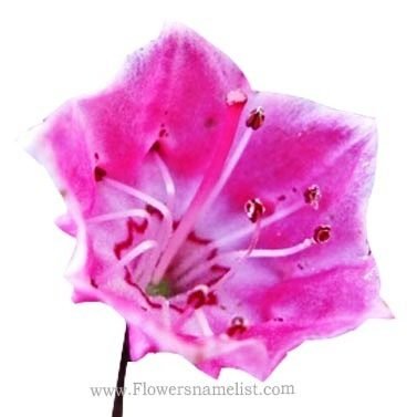 mountain laurel pink flower