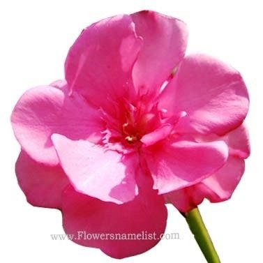 oleander pink flower