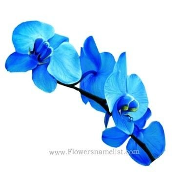 orchid blue