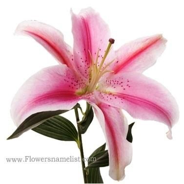 oriental lily white light pink
