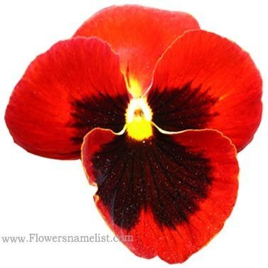 pansy Red