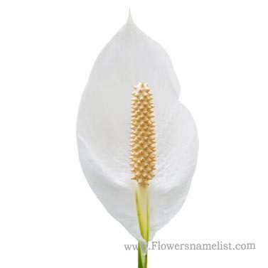 peace lily white